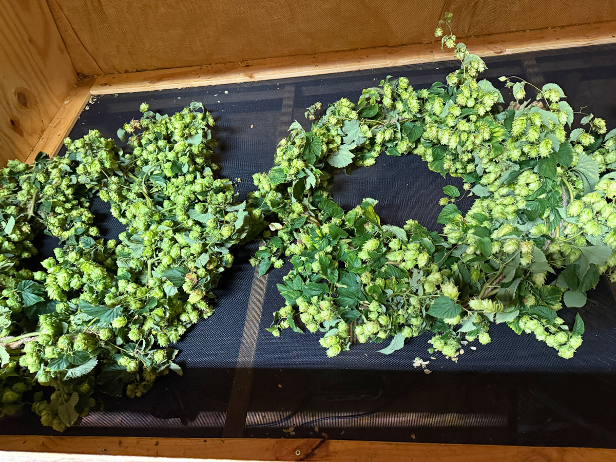 Dried Hop Wreath – Preserved for Wedding & Fall Decor - Hops Flower