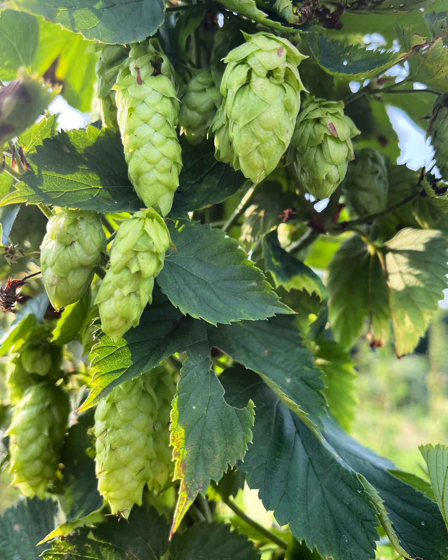 8 oz Whole Leaf Hops