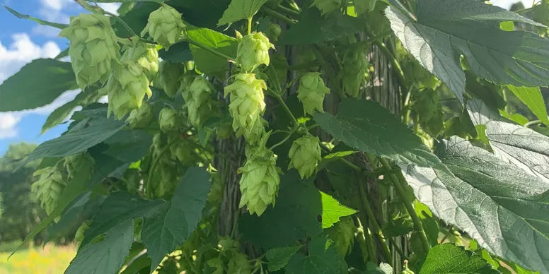 Columbia | Whole Leaf