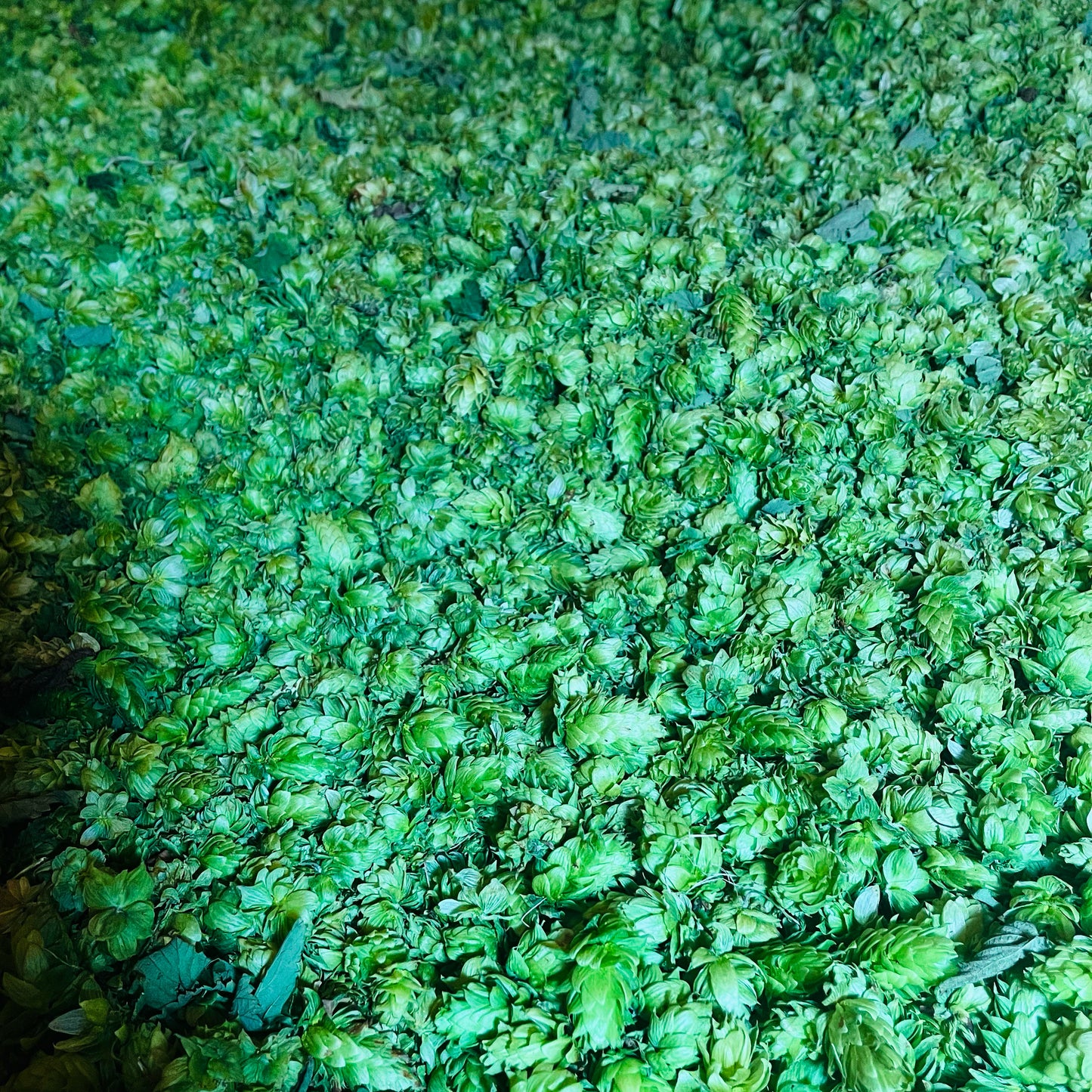 8 oz Whole Leaf Hops
