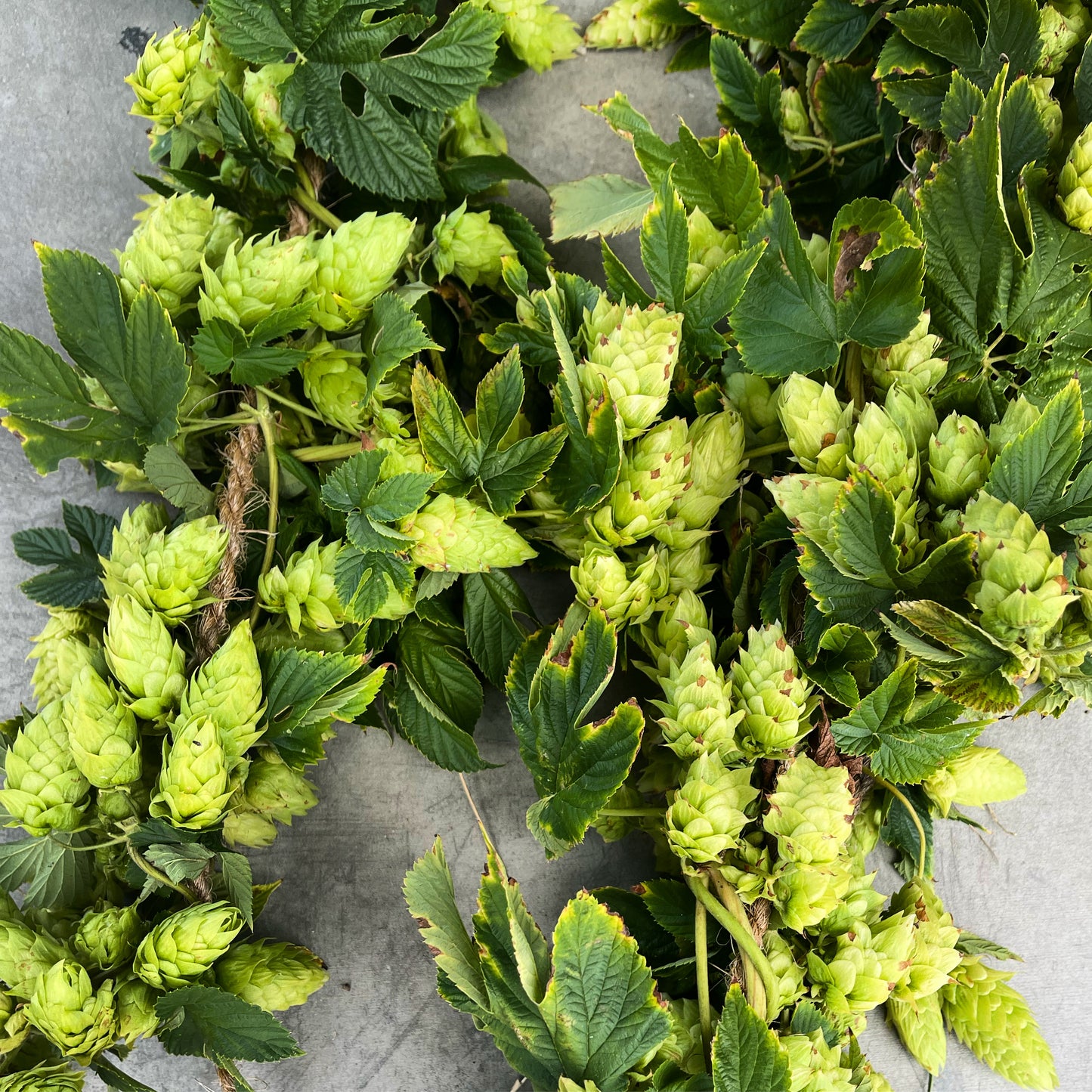 8 oz Whole Leaf Hops