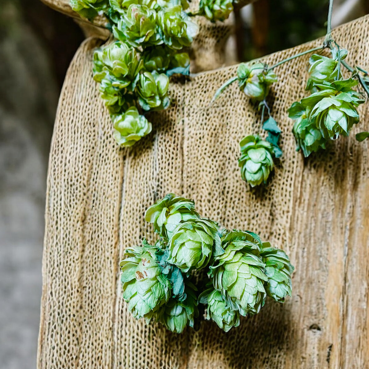 Whole Leaf Dried Hop Flowers β Preserved for Wedding & Fall Decor