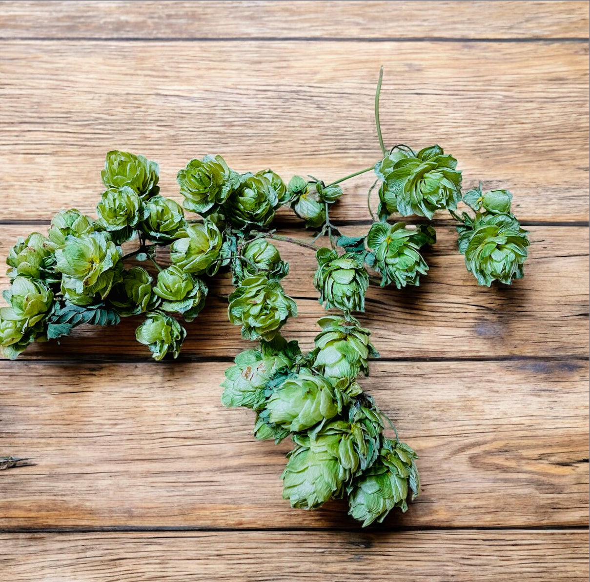 Whole Leaf Dried Hop Flowers β Preserved for Wedding & Fall Decor