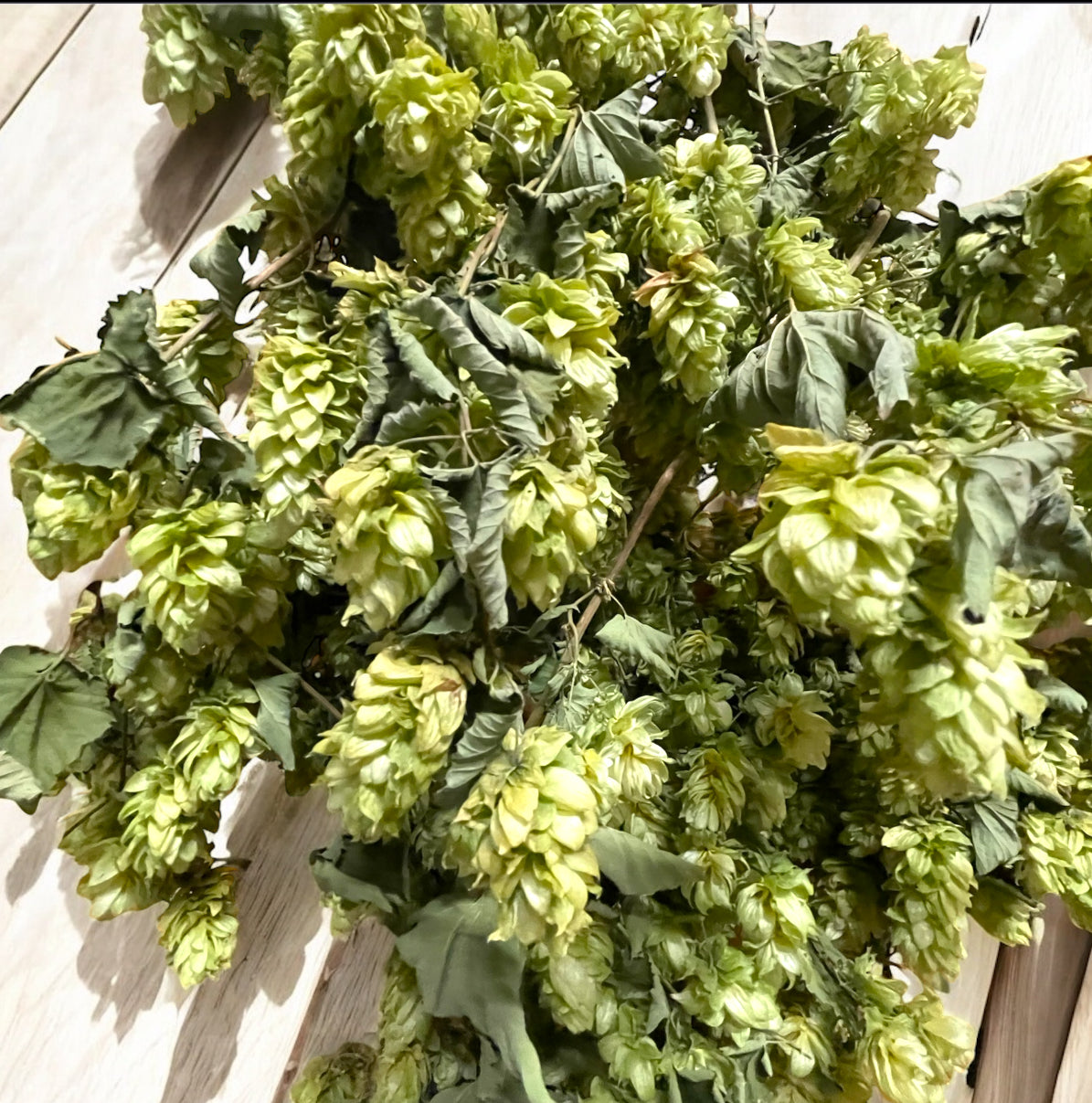 Whole Leaf Dried Hop Flowers β Preserved for Wedding & Fall Decor