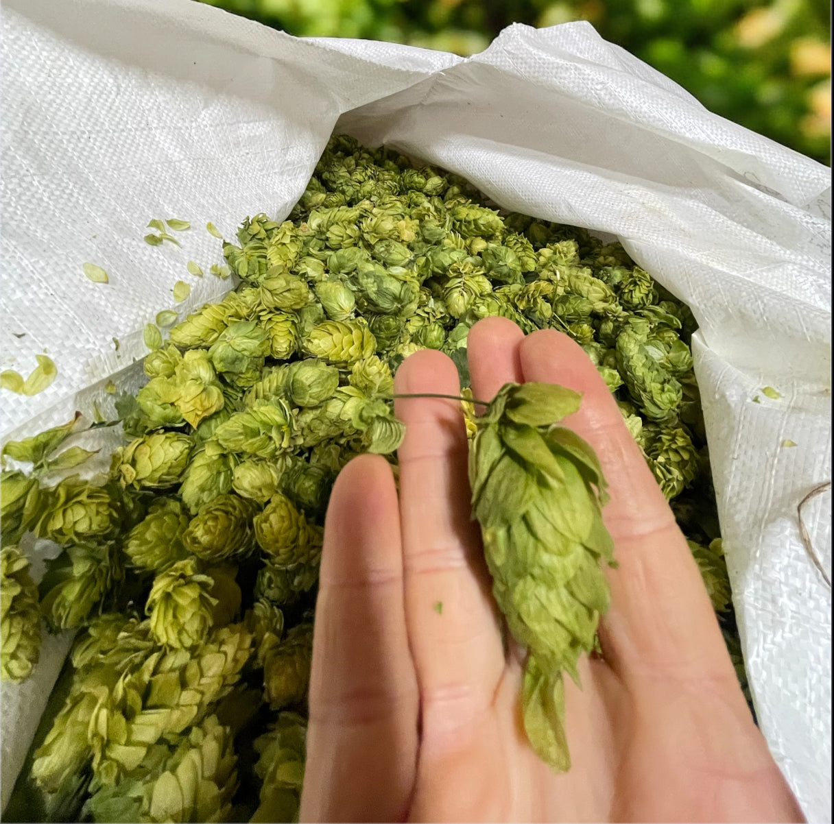 Whole Leaf Dried Hop Flowers β Preserved for Wedding & Fall Decor