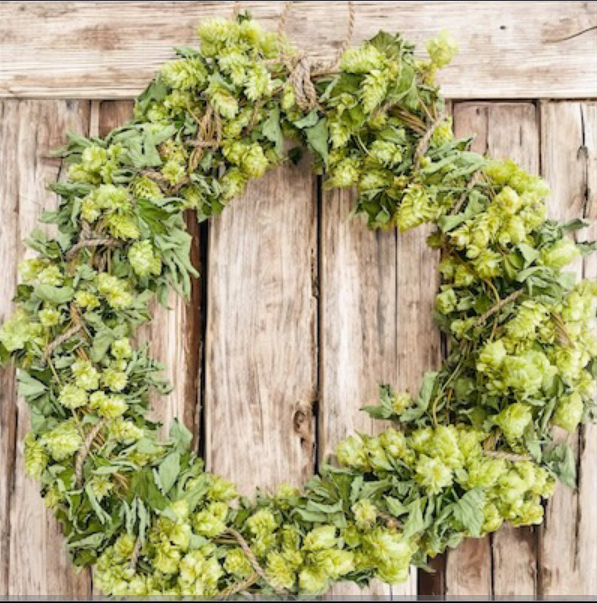 Whole Leaf Dried Hop Flowers β Preserved for Wedding & Fall Decor