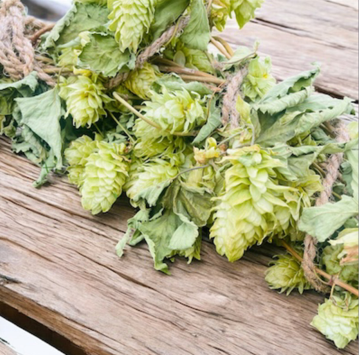 Whole Leaf Dried Hop Flowers β Preserved for Wedding & Fall Decor