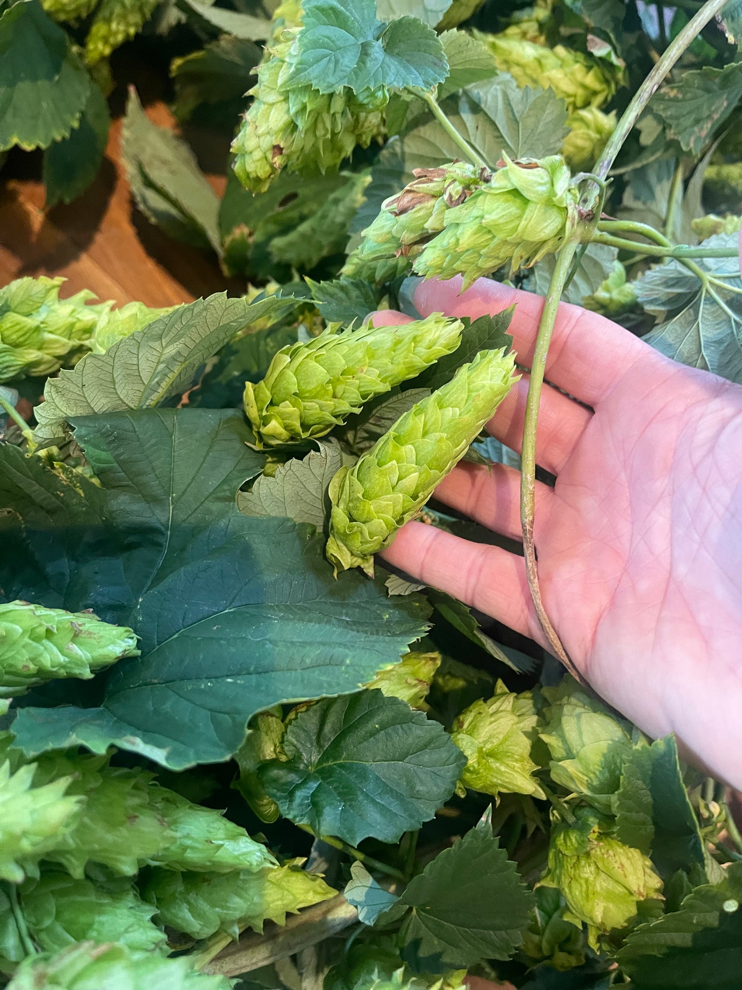 Hop Bines