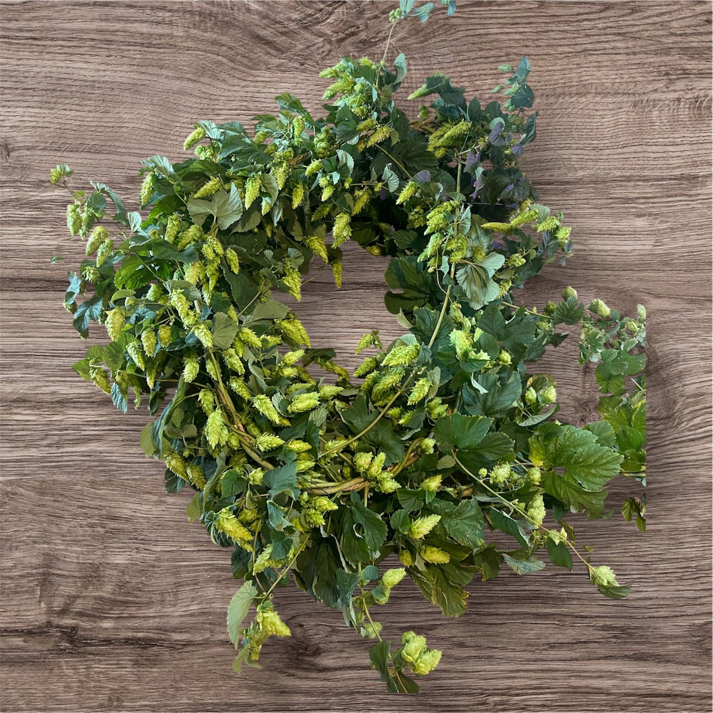 Hop Bines