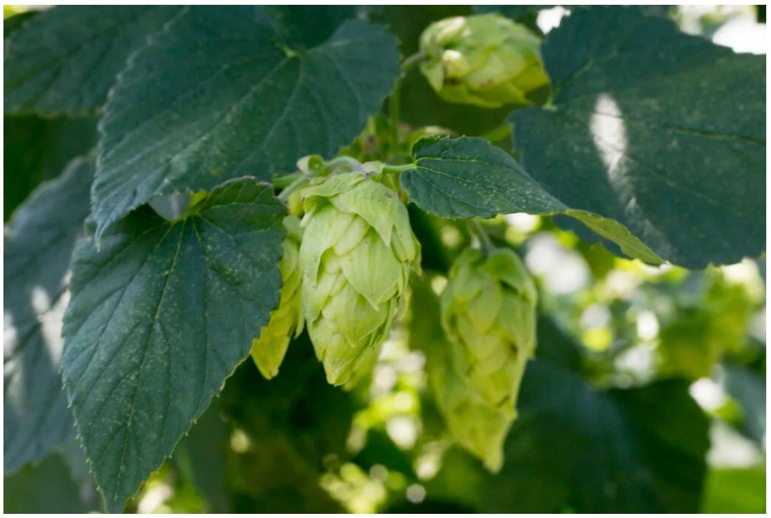 Tahoma | Whole Leaf