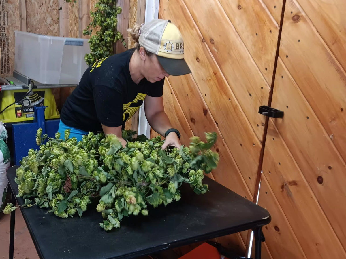 Dried Hop Wreath – Preserved for Wedding & Fall Decor - Hops Flower