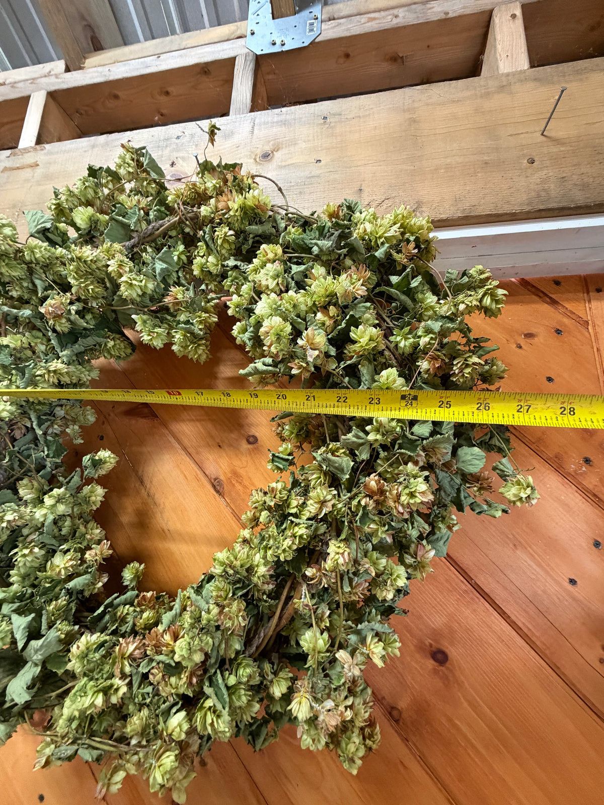 Dried Hop Wreath – Preserved for Wedding & Fall Decor - Hops Flower