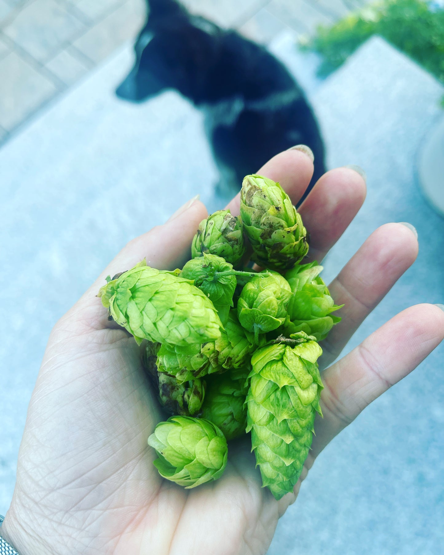 8 oz Whole Leaf Hops