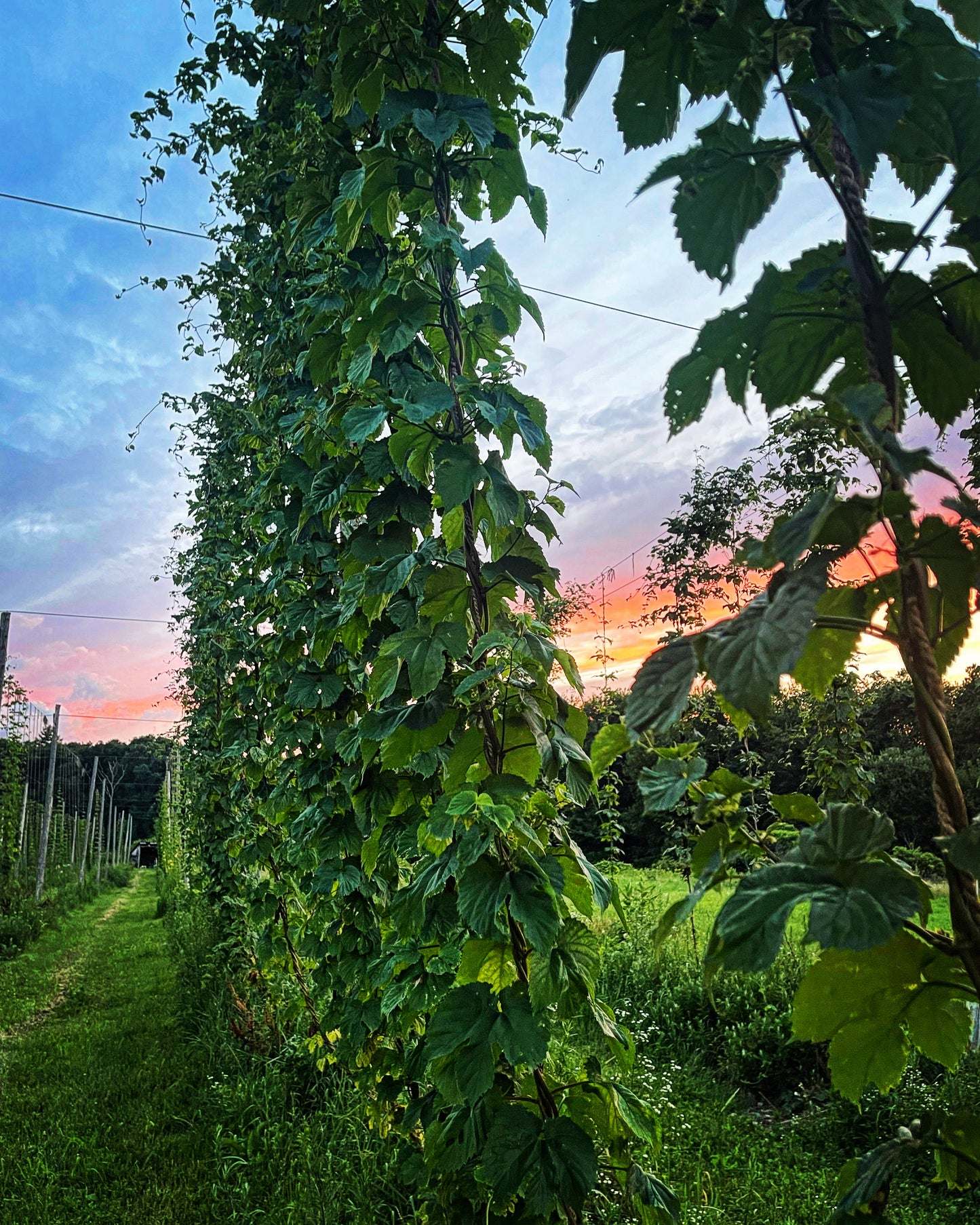 8 oz Whole Leaf Hops