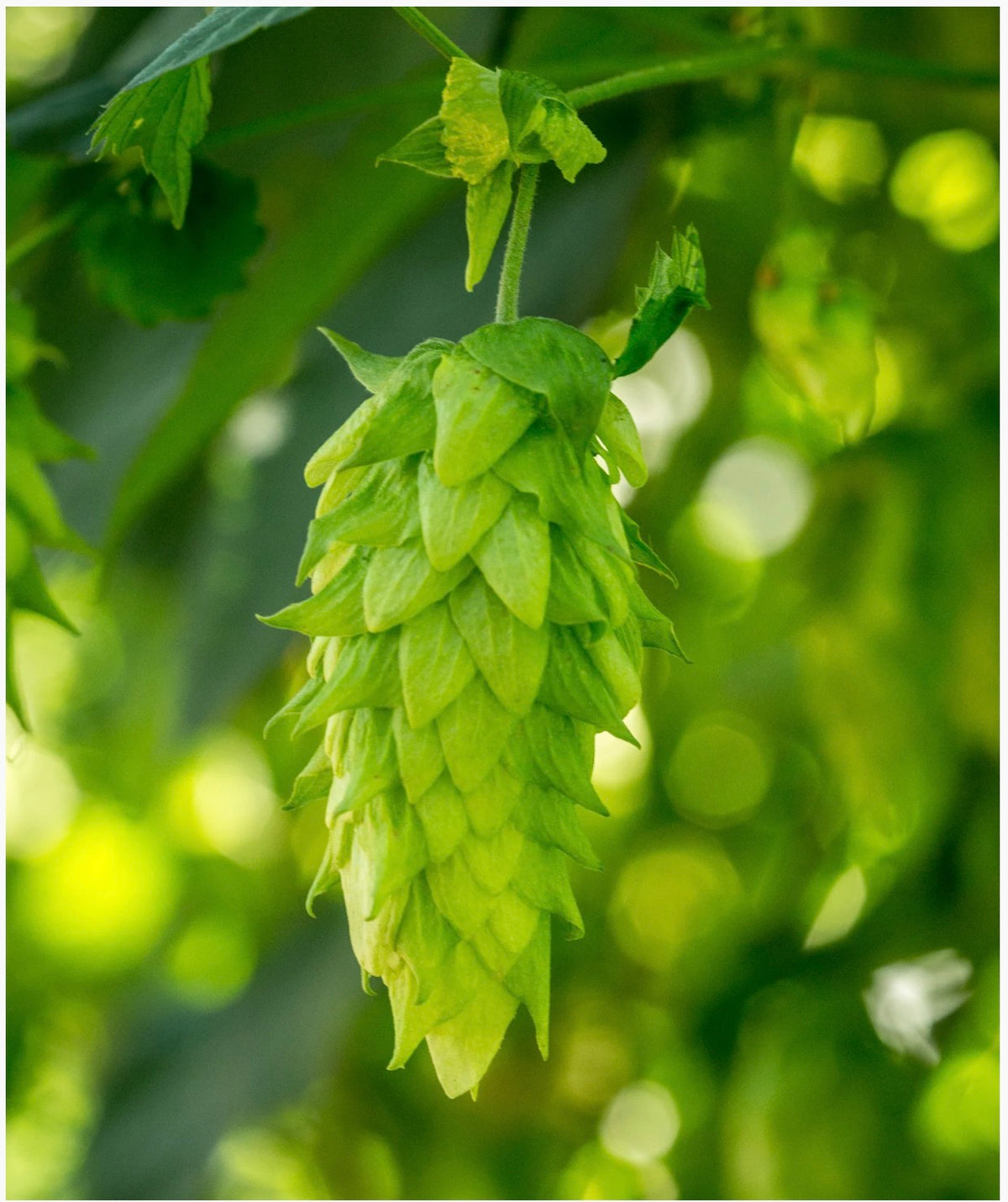 Chinook | Whole Leaf